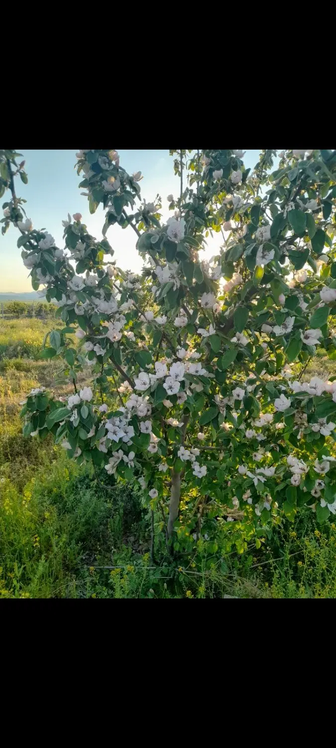 فروش باغ ۱۵۰۰ متر شورچه