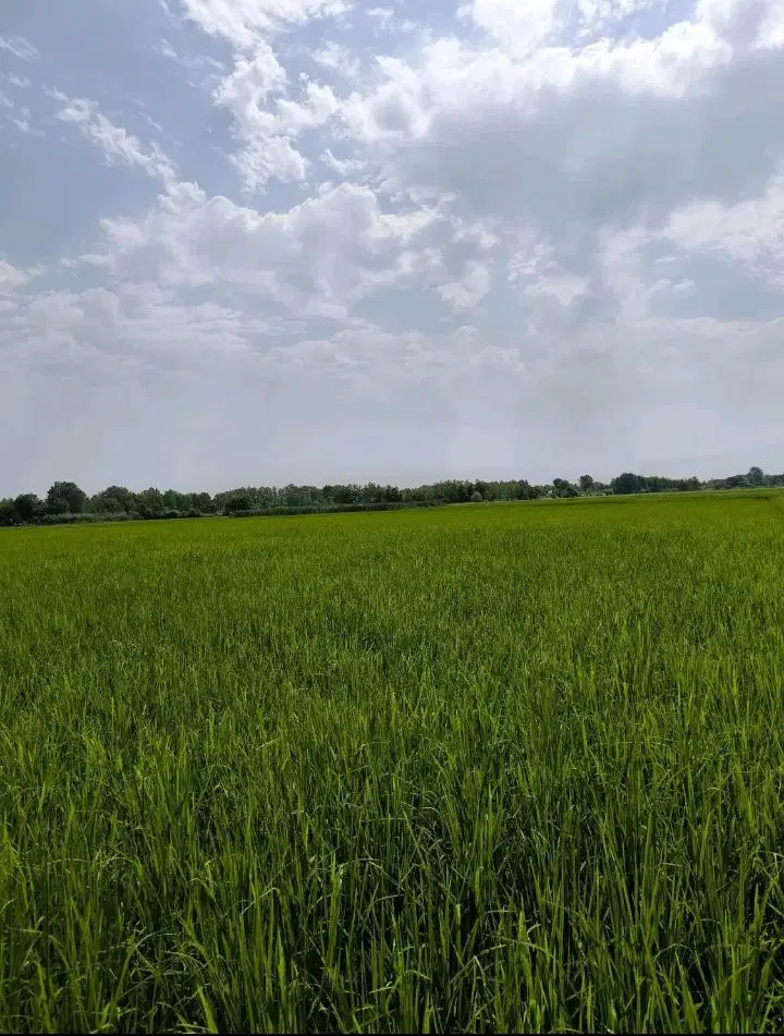 زمین کشاورزی شالیزار