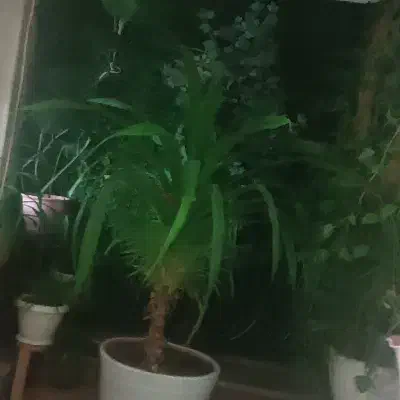 ویلایی بیسکوران