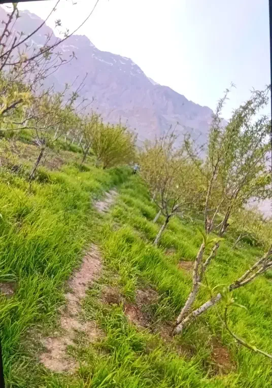 باغ فروشی
