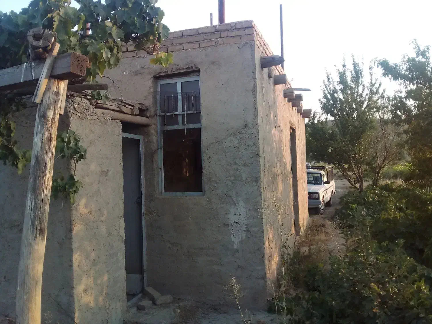 باغ انگوری