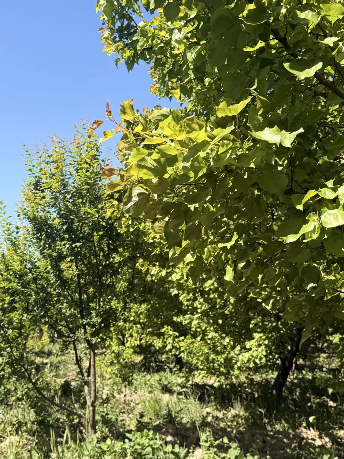 باغ در باغستان شهریار