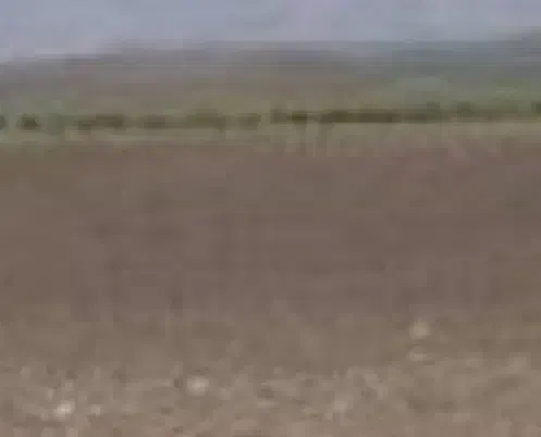 چهار دیواری باغی