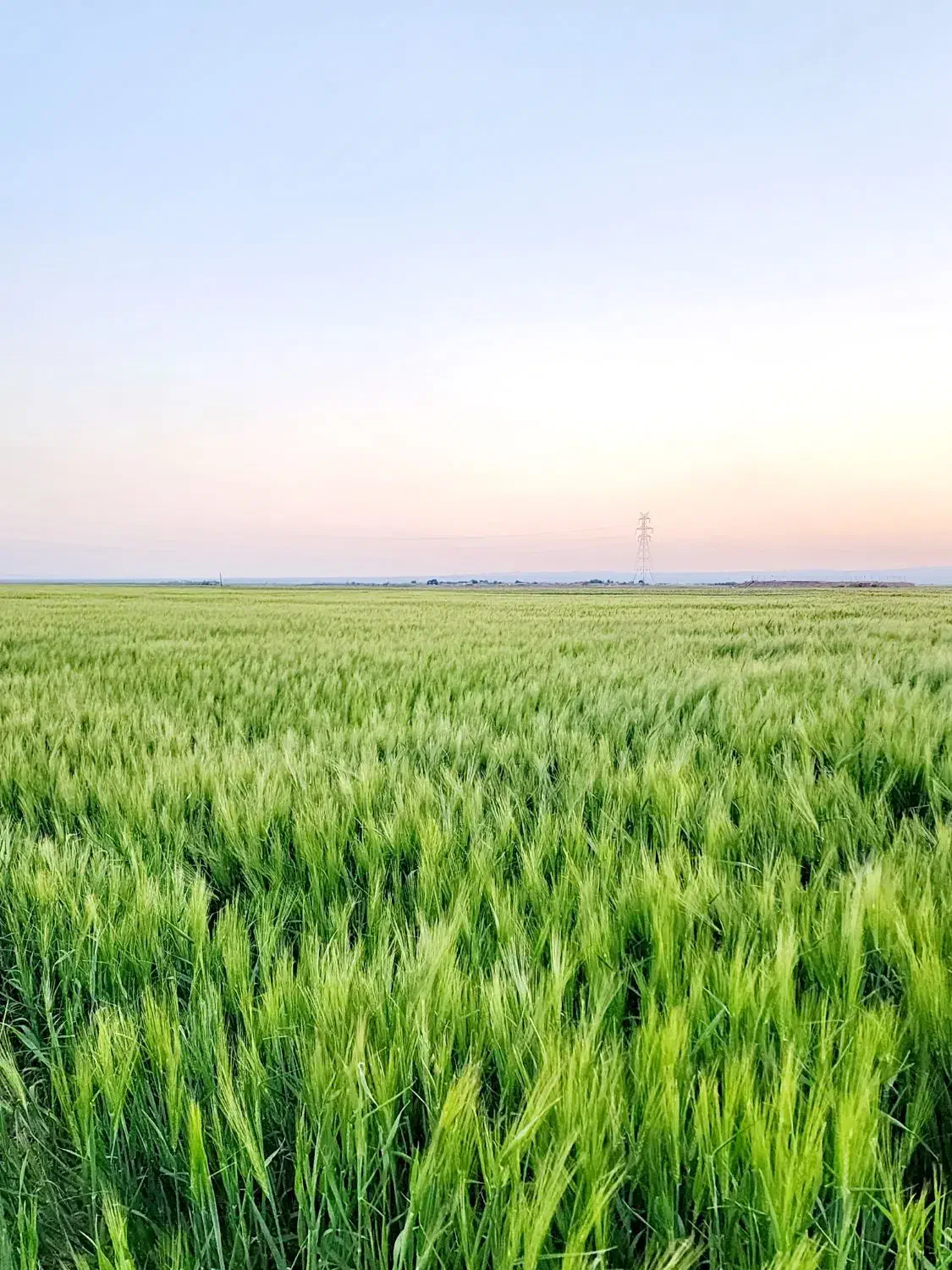 باغ پسته و زمین کشاورزی حاشیه جاده