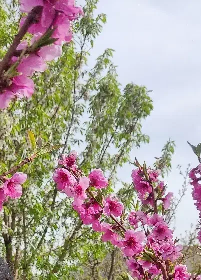 12000متر زمین حاصلخیز زاینده رود با آبیاری قطره‌ای