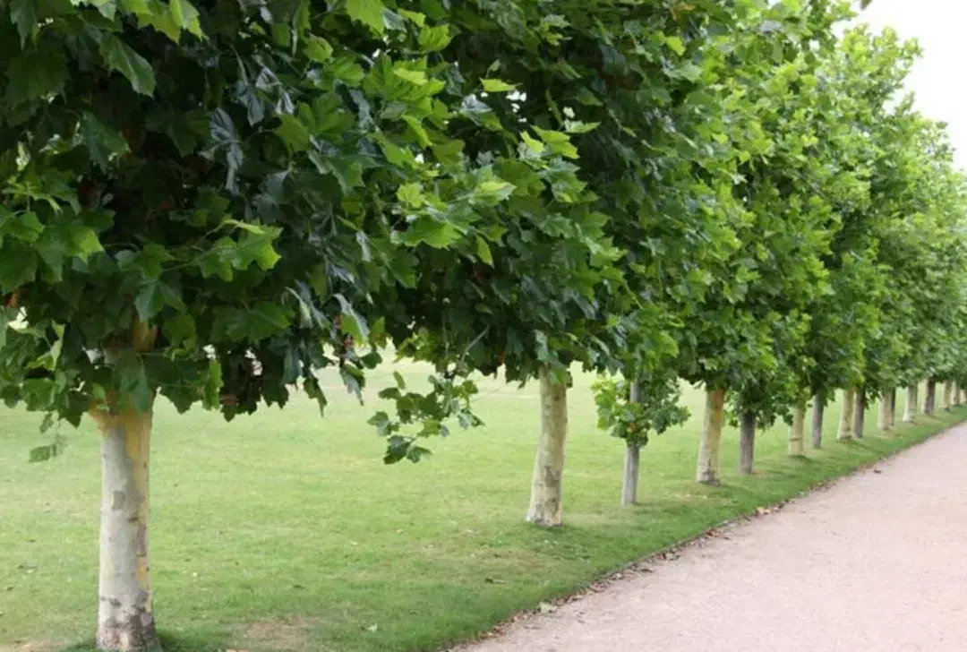 فروش زمین 1000 متری جبل الدراک