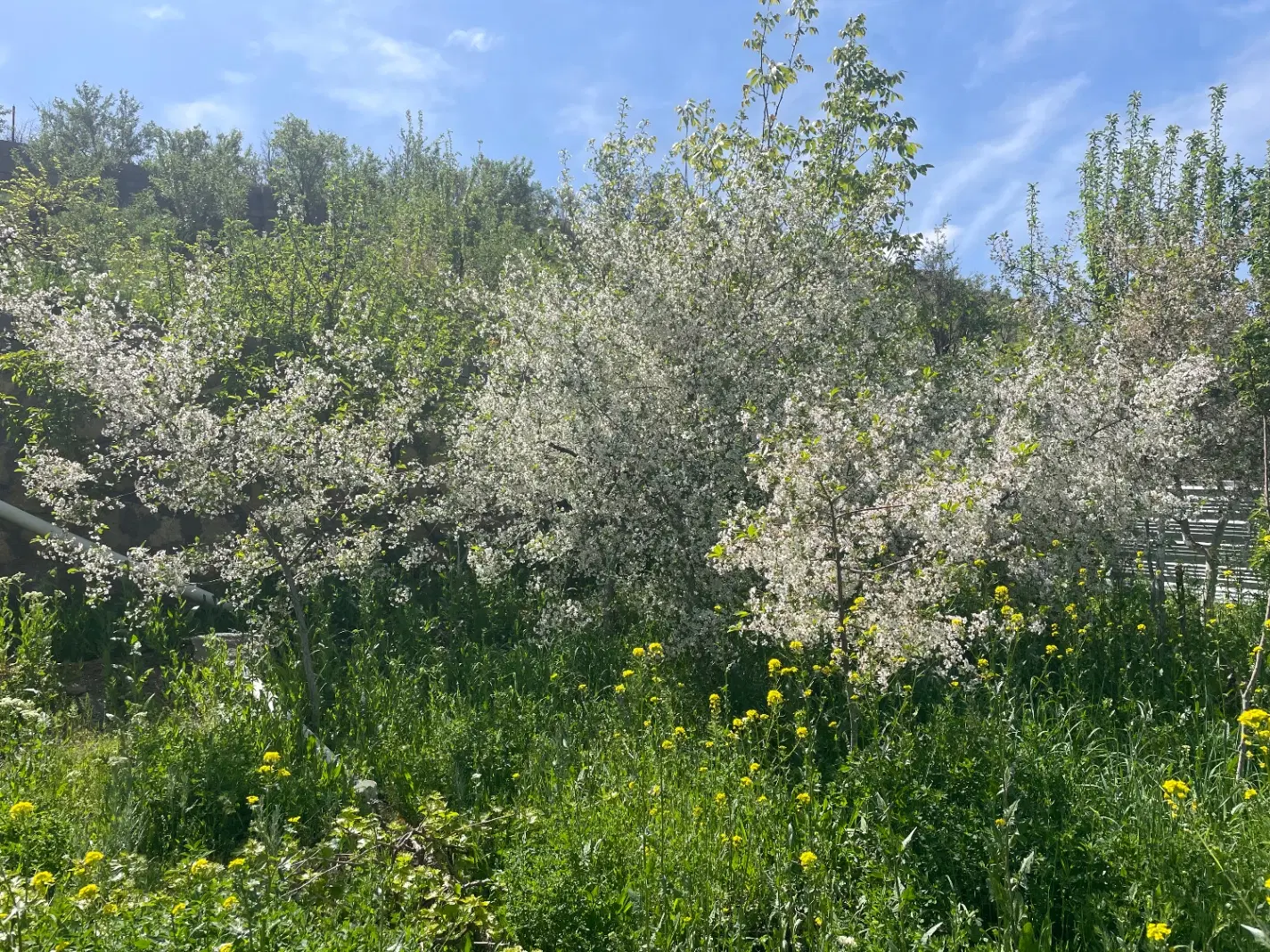 باغ گلمکان