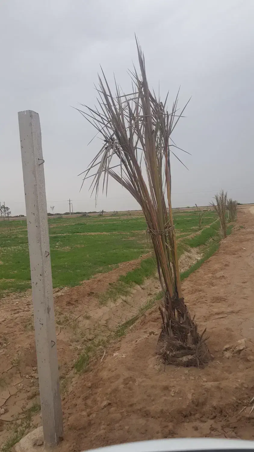 زمین باغ