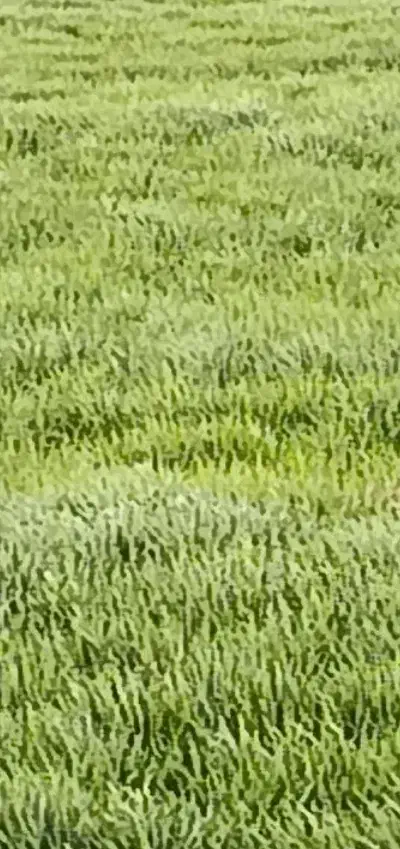 زمین
