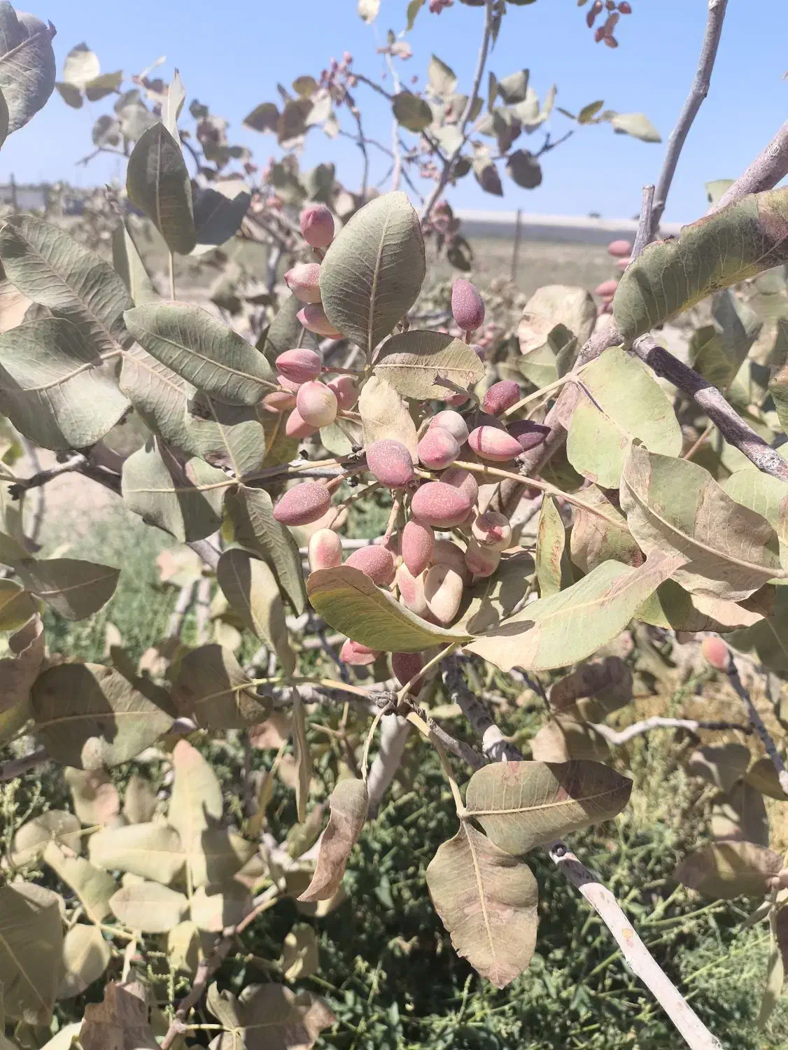 باغ پسته 1000 متری