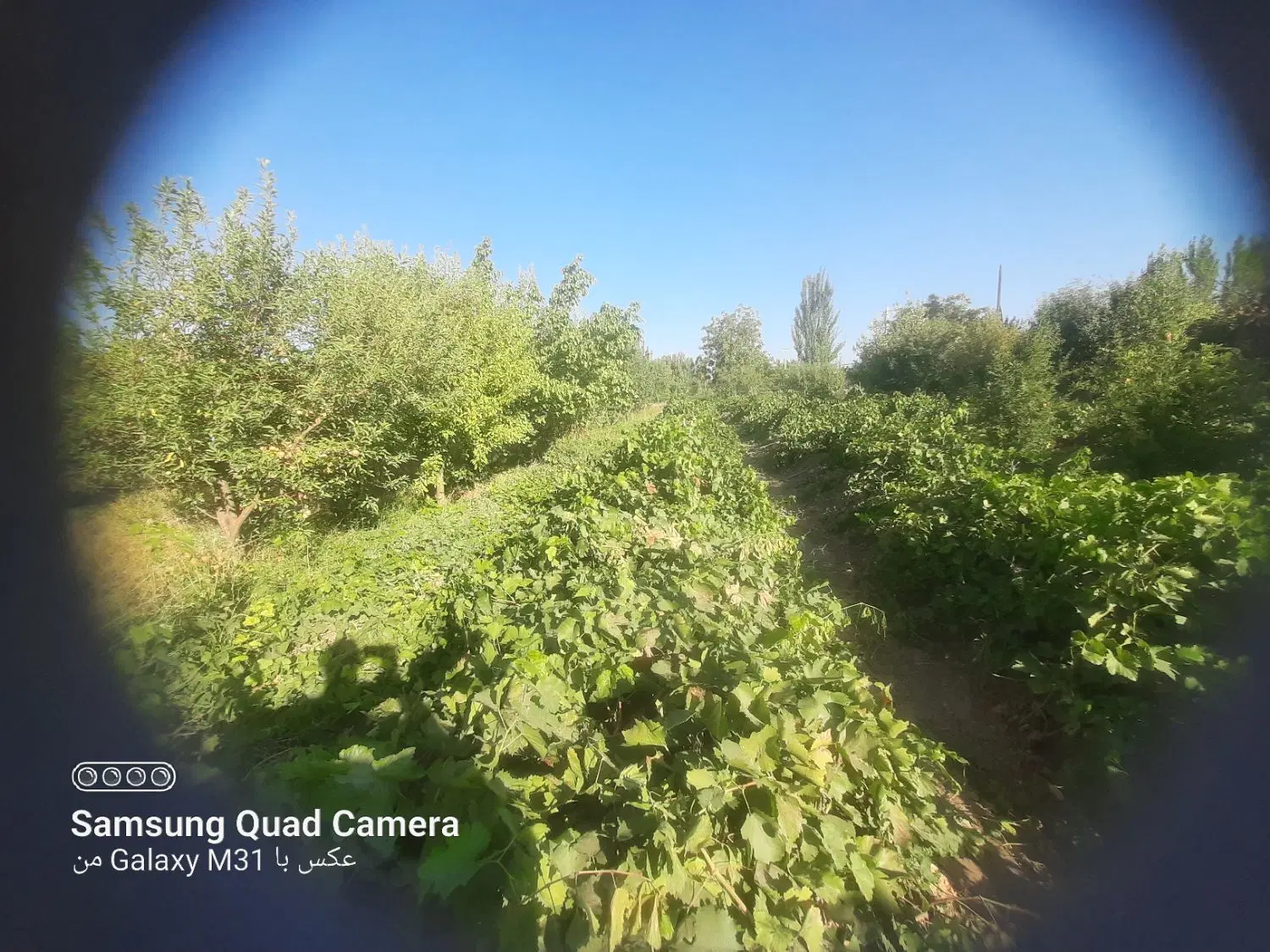 فروش باغ در روستای گلزار