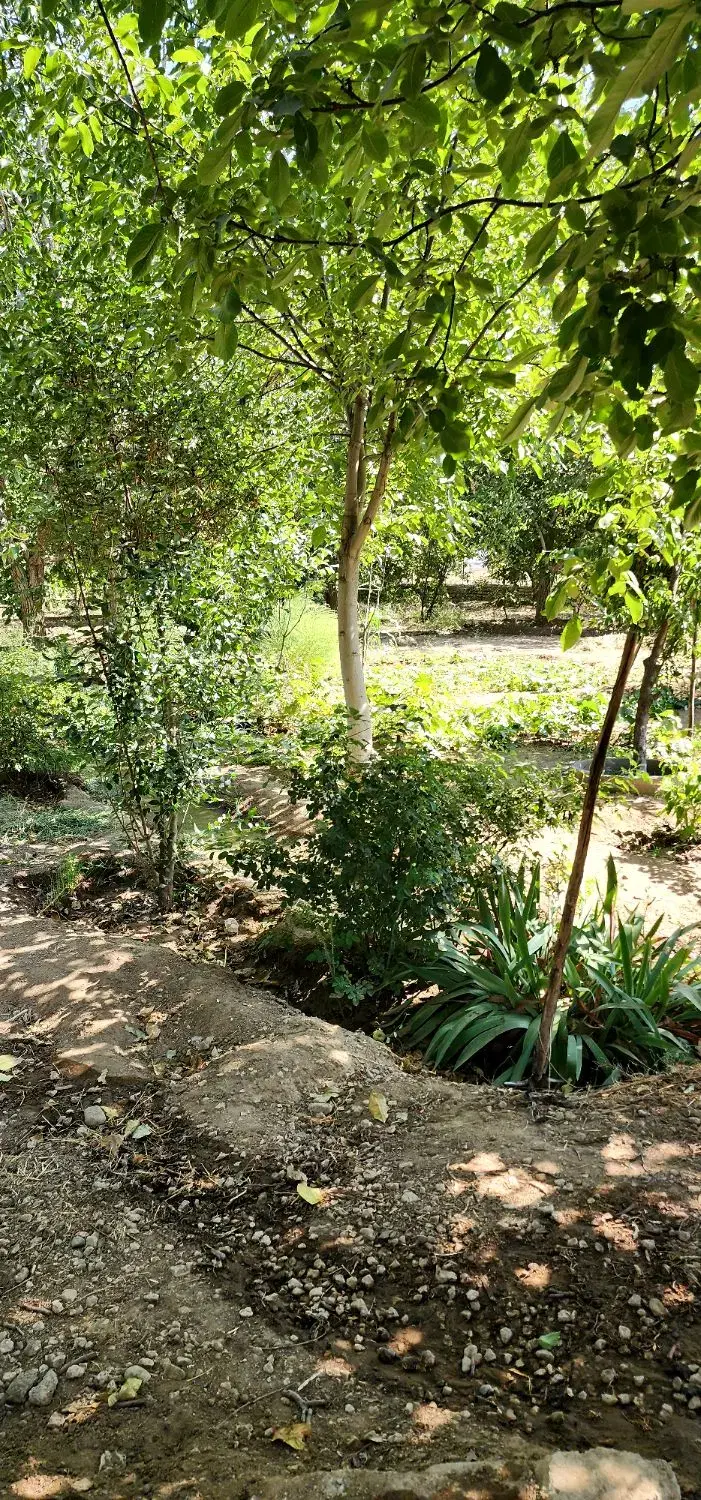 باغ قدیمی در مریانج