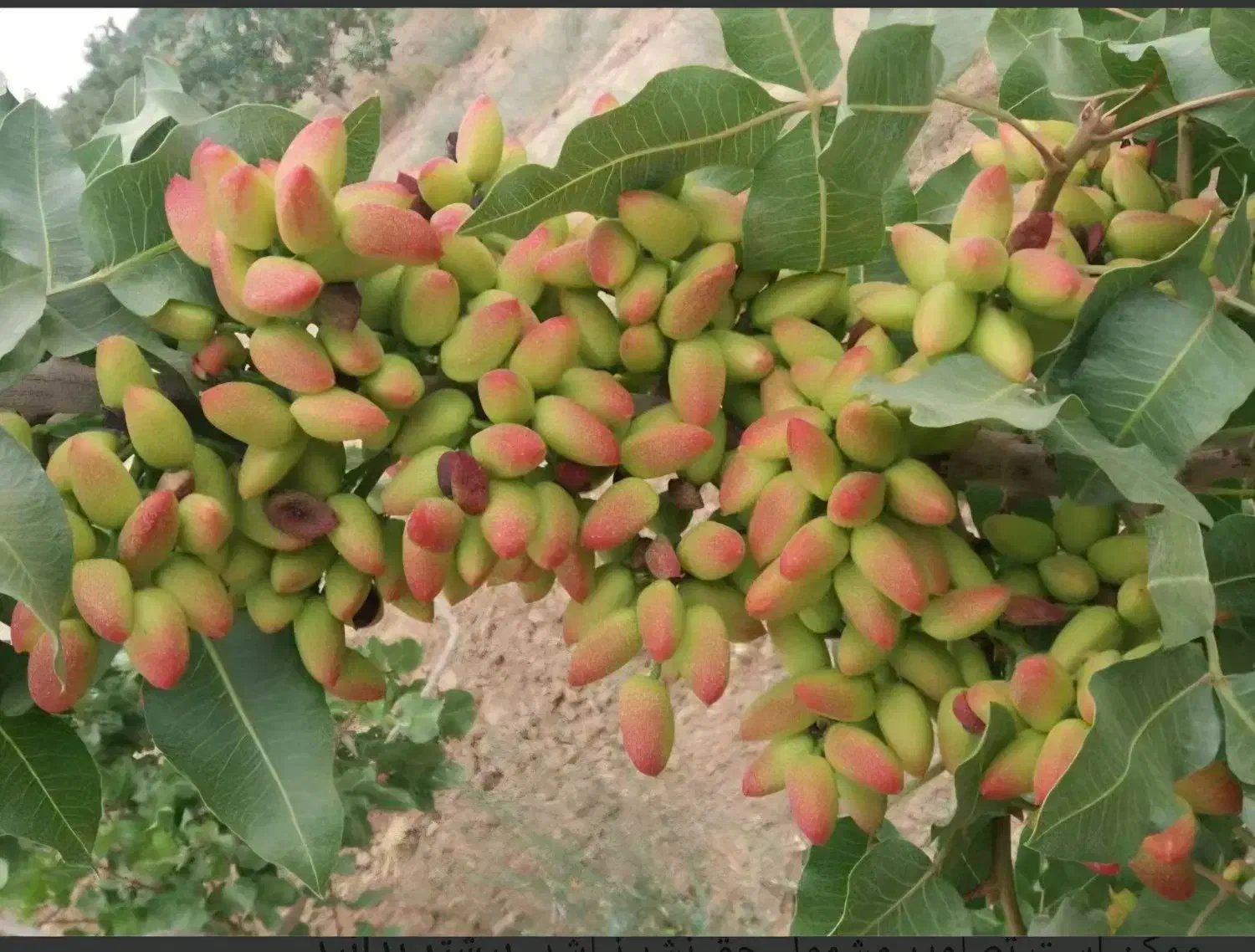 فروش زمین باغ پسته ای در مهارلو
