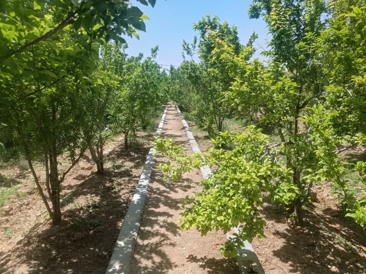 فروش باغ در اصغرآباد