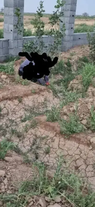 باغ حبیب آباد