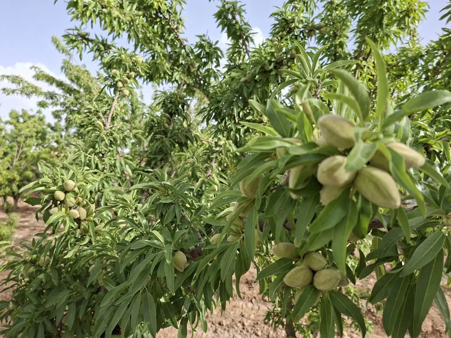 باغ