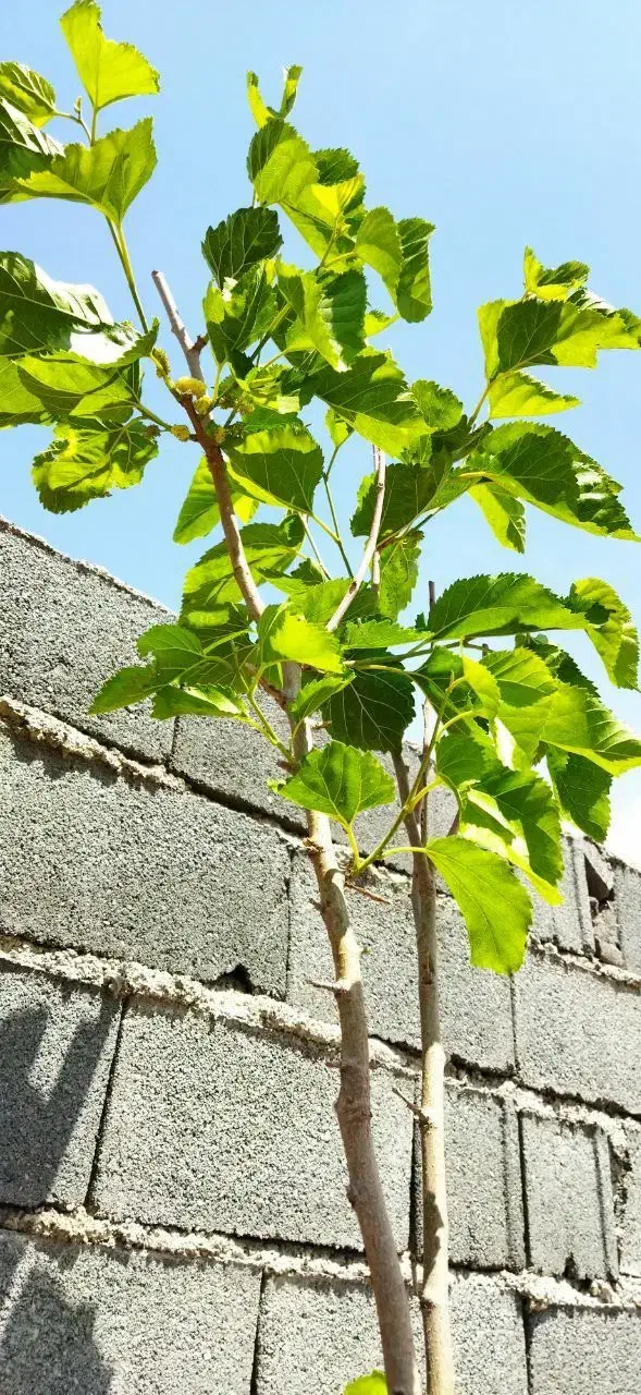 باغچه به متراژ ۵۰۰ متر