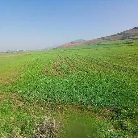 10هکتار زمین کشاورزی زراعی