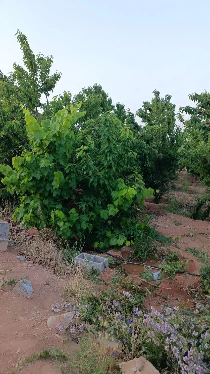 باغ میوه