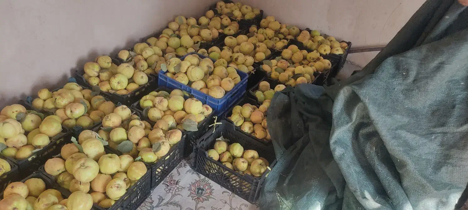 باغ 11000متر