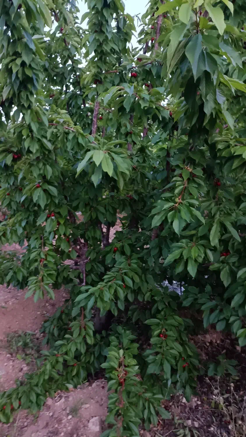 باغ نقلی مثمر