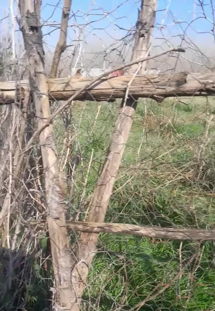 زمین باغی