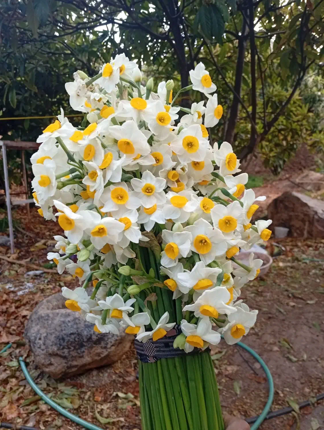 خونه باغ فروش یاتهاتر
