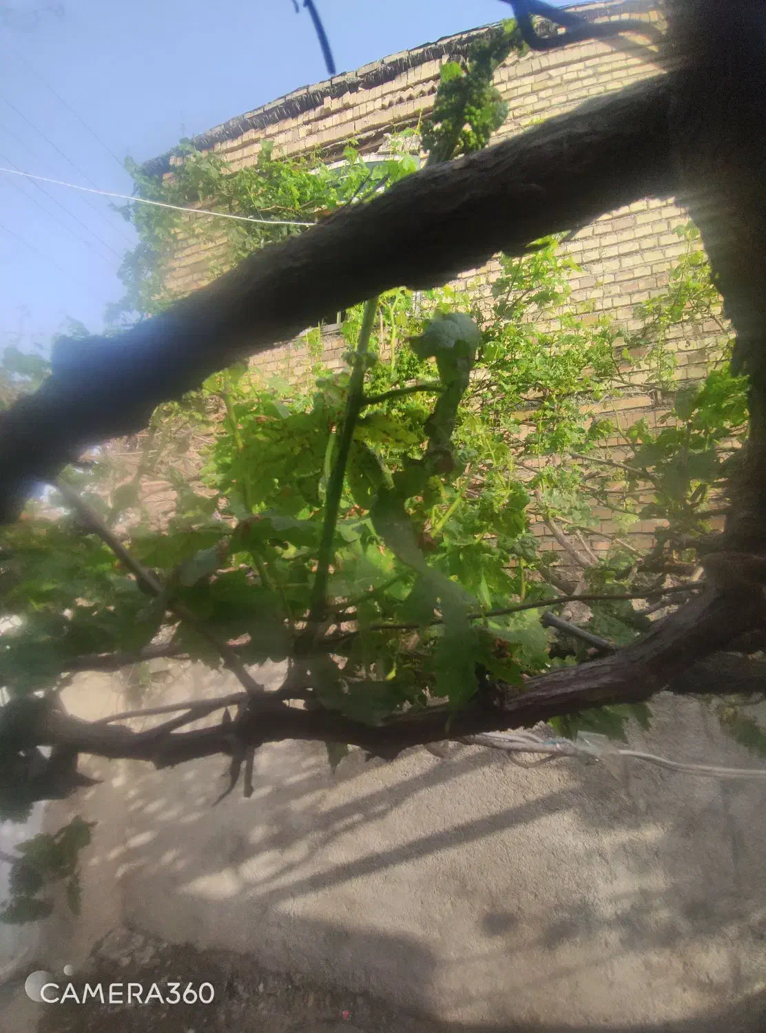 زمین مسگونی و تجاری
