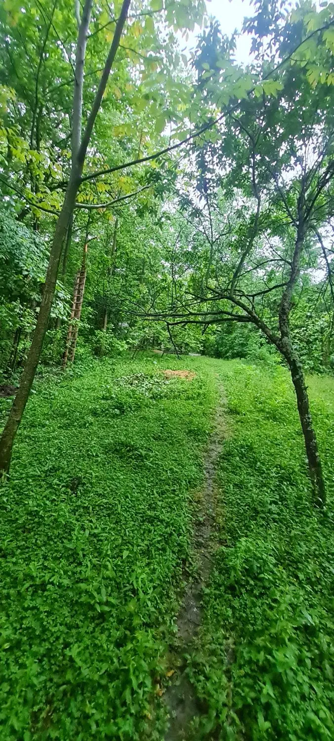 زمین ۶۰۰ متری در روستای دارباغ فومن