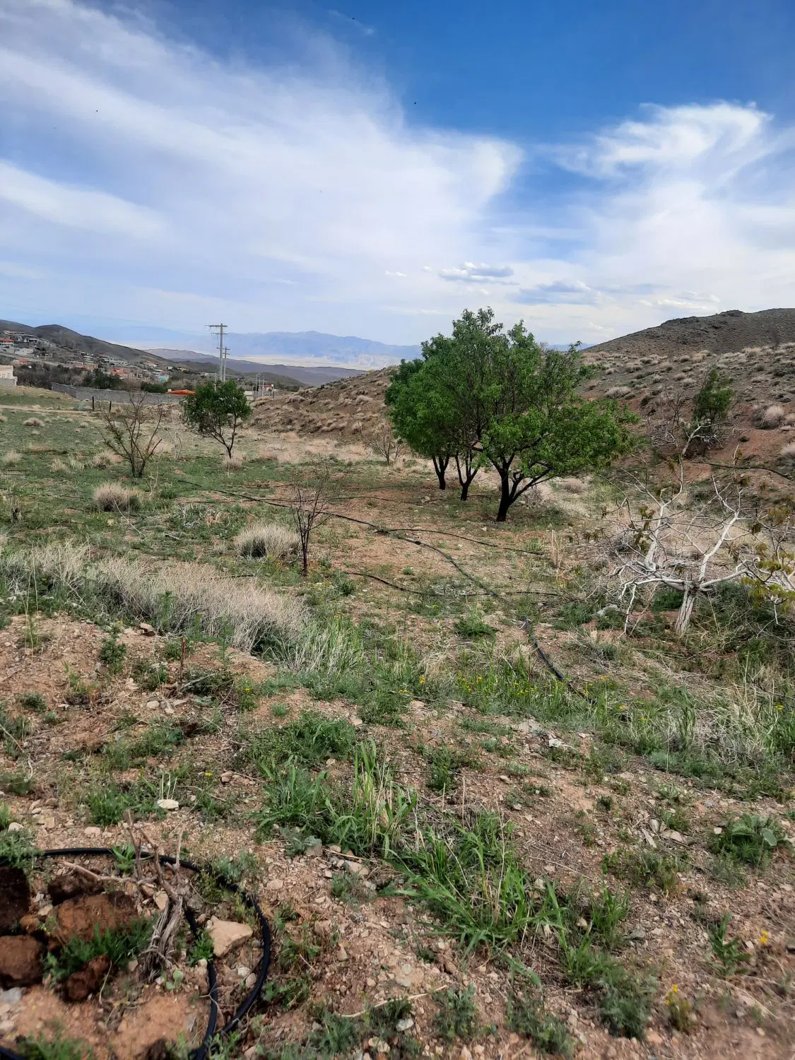 زمین باغی روستای نیوشت