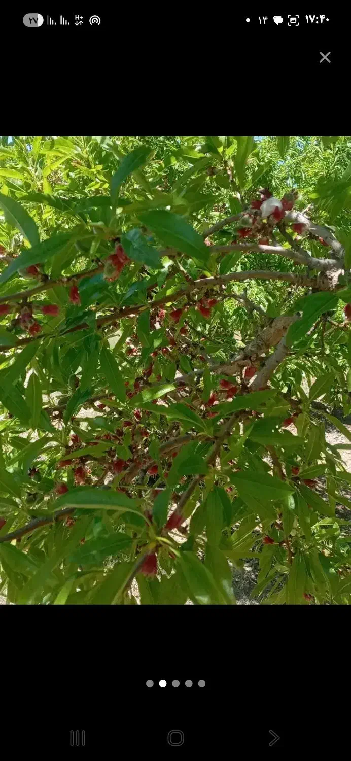 باغ طرح عمان  سامانی
