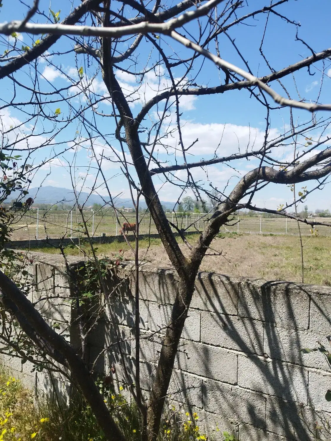 250مترزمین مسکونی روستایی سندتک برگ