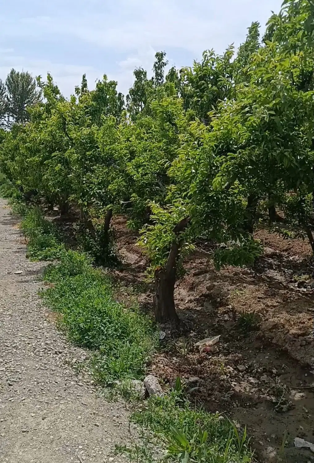 باغچه شهرکی محمداباد افشار آب برق گاز