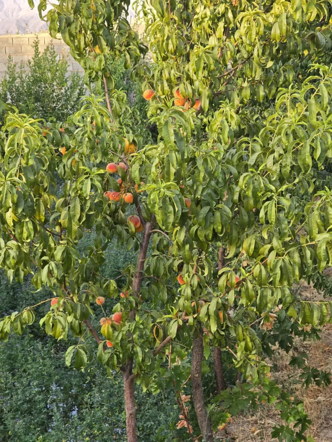 باغ