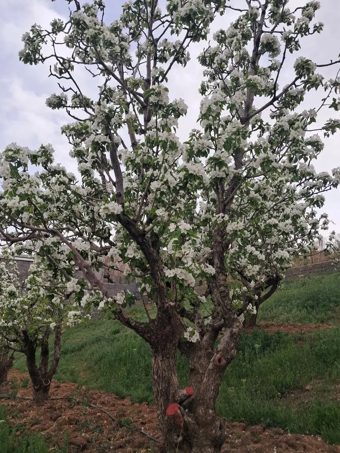 باغ به متراژ ۵۰۰ و ۱۰۰۰متری