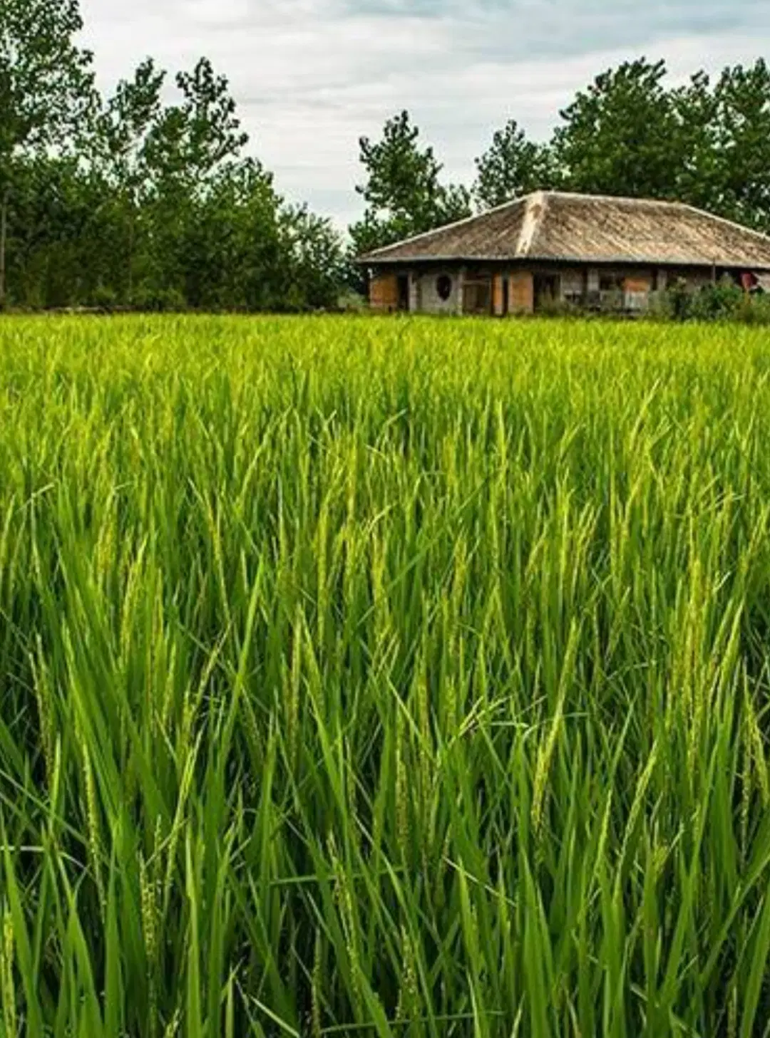 زمین شالیزار  ۱۳۰۰ متر با راه مخصوص