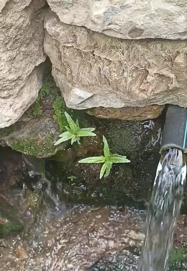 باغ انگور وگردو