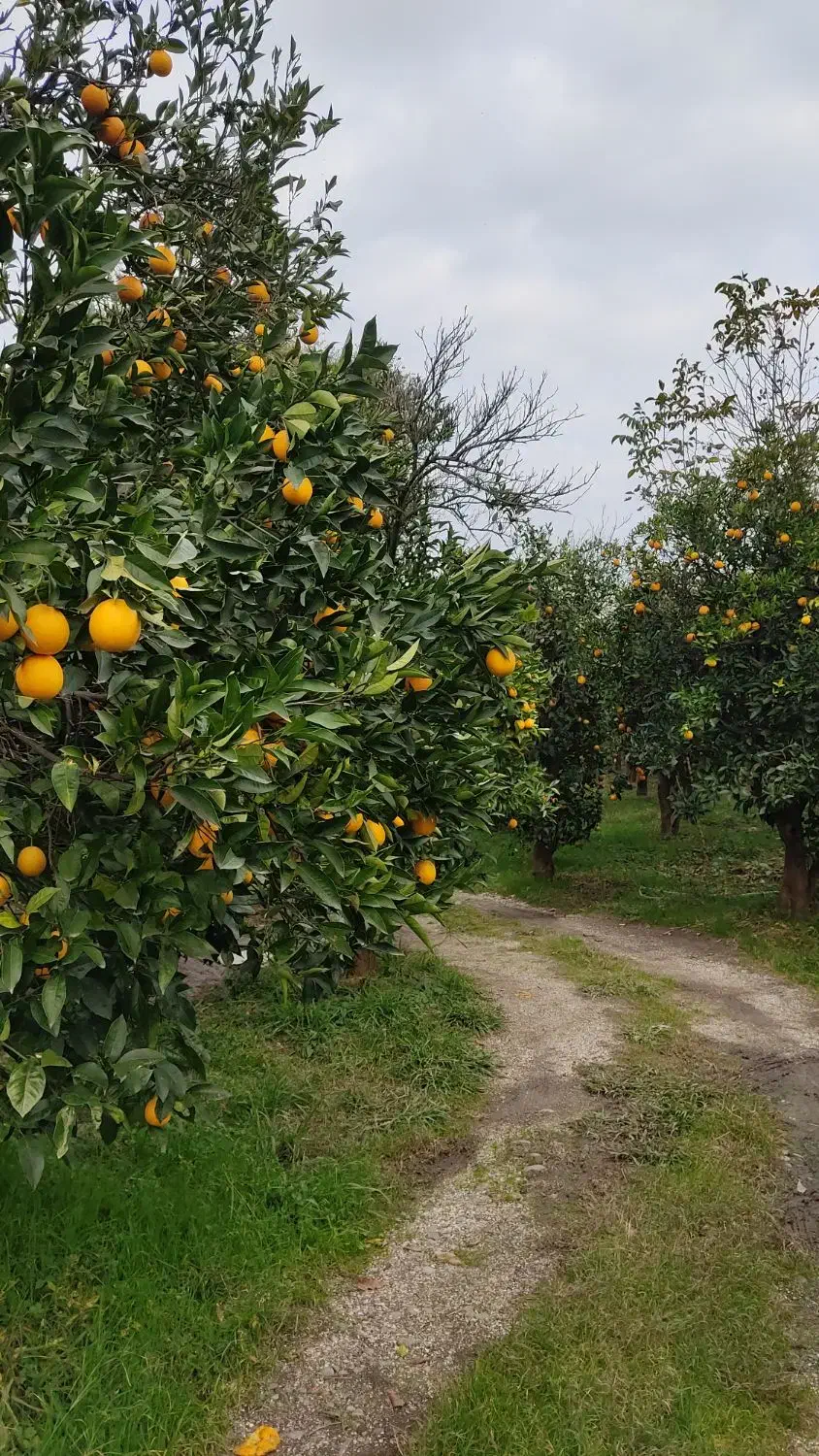 فروش زمین باغی با ویلای60متری