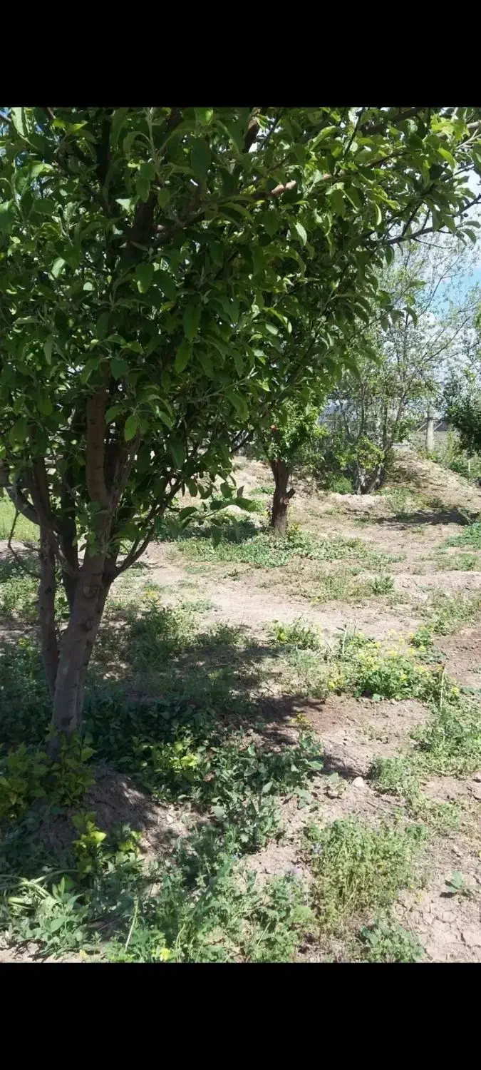 باغ میوه چندساله.جاده روانسر