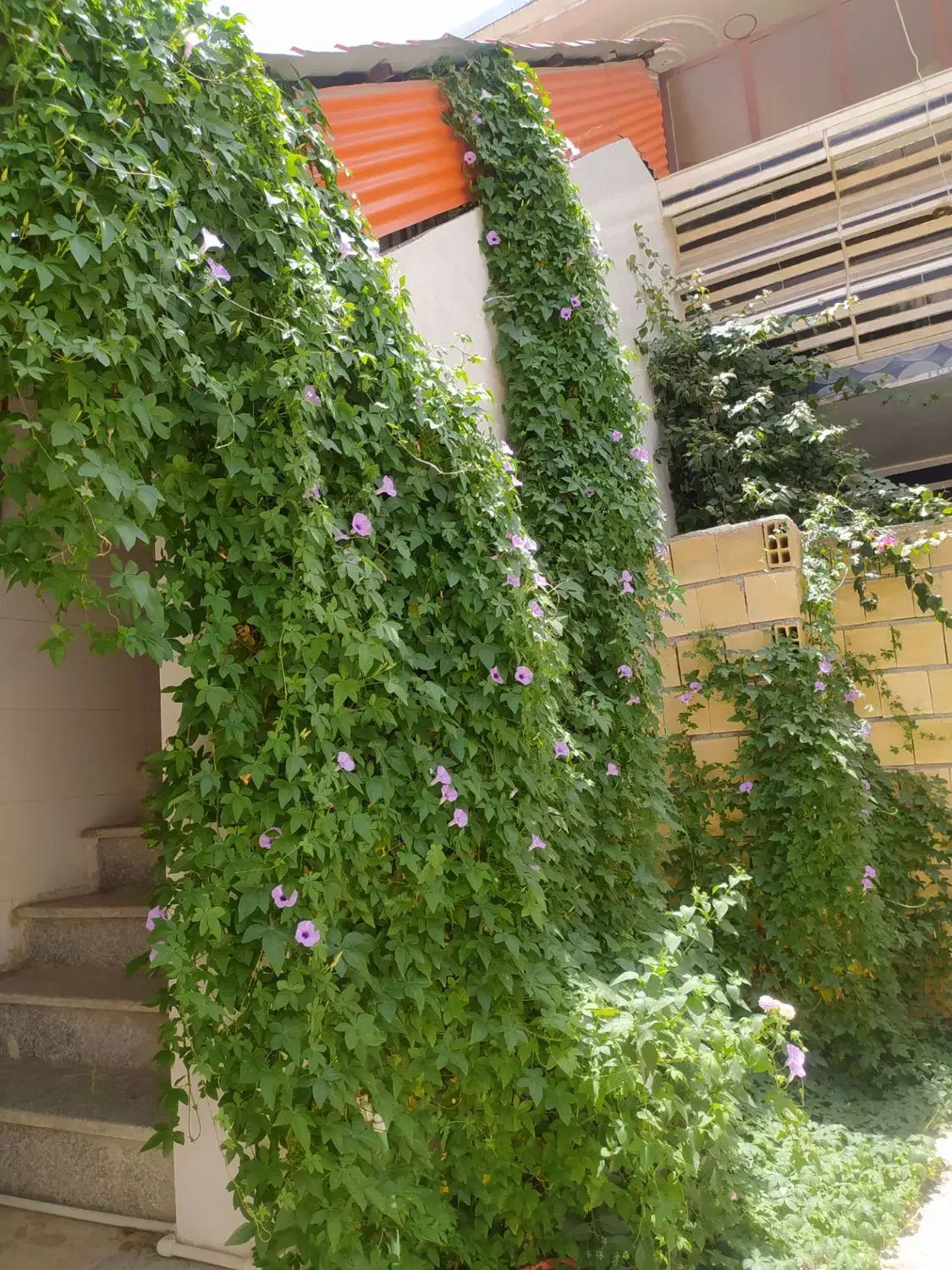 منزل رهن کامل