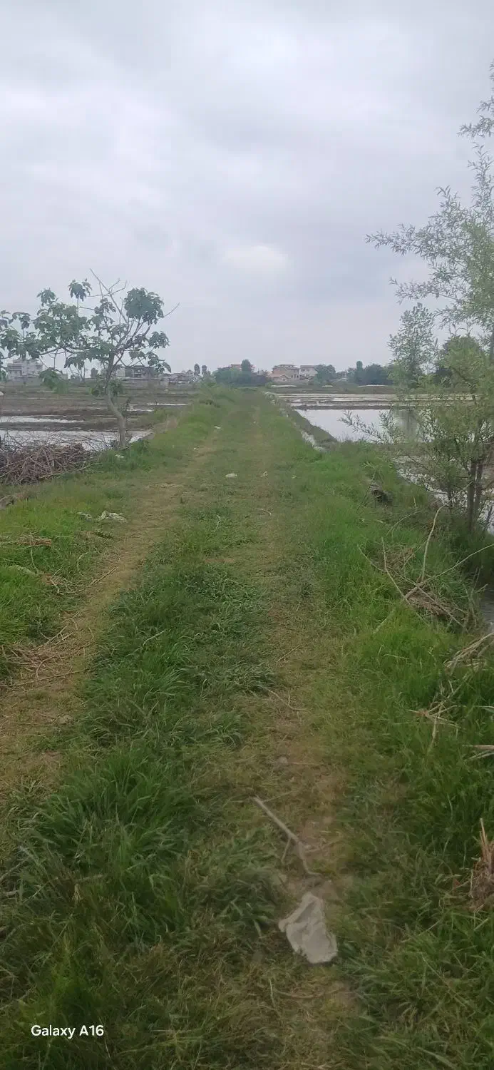 زمین کشاورزی
