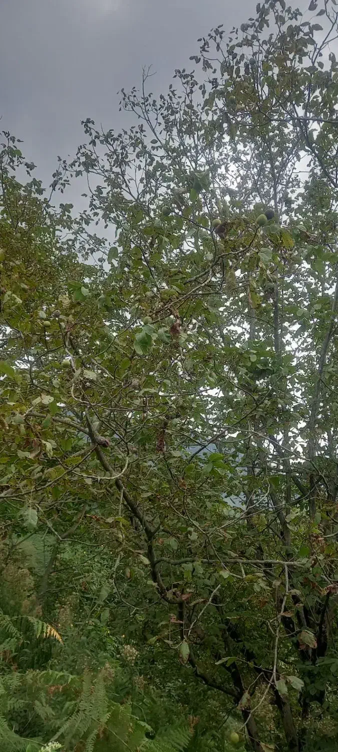 فروش زمین باغی