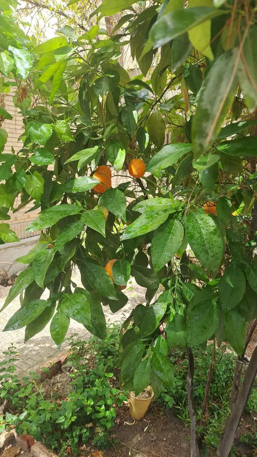 رهن کامل خانه ویلایی خیابان آبشار دوم