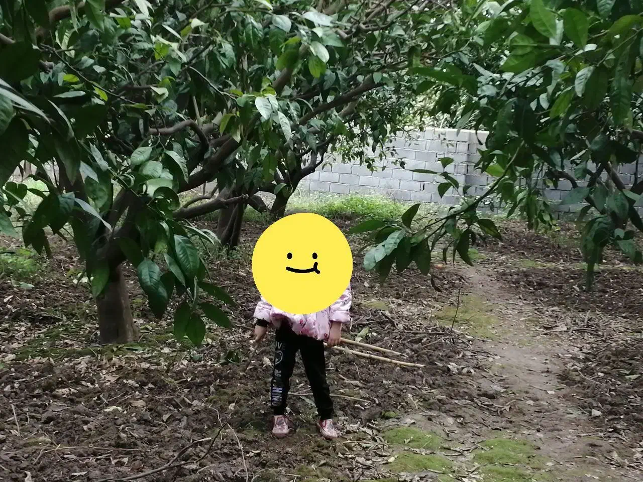 زمین باغی داخل بافت مازندران