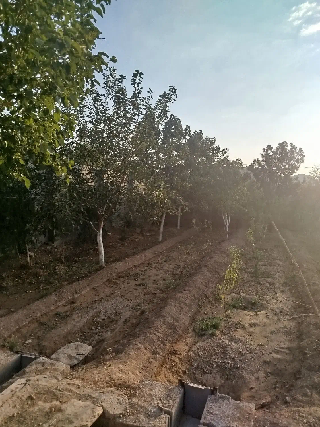 فروش باغ