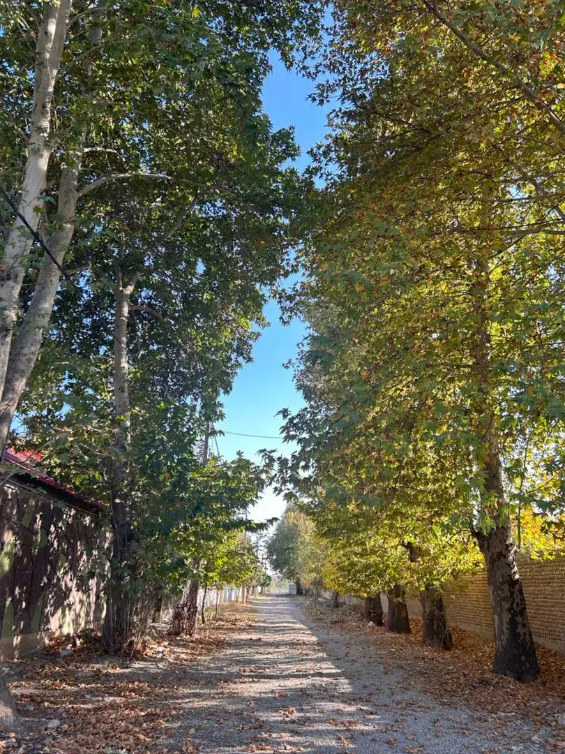 مشارکت در درختی و گلشهر  دو کله