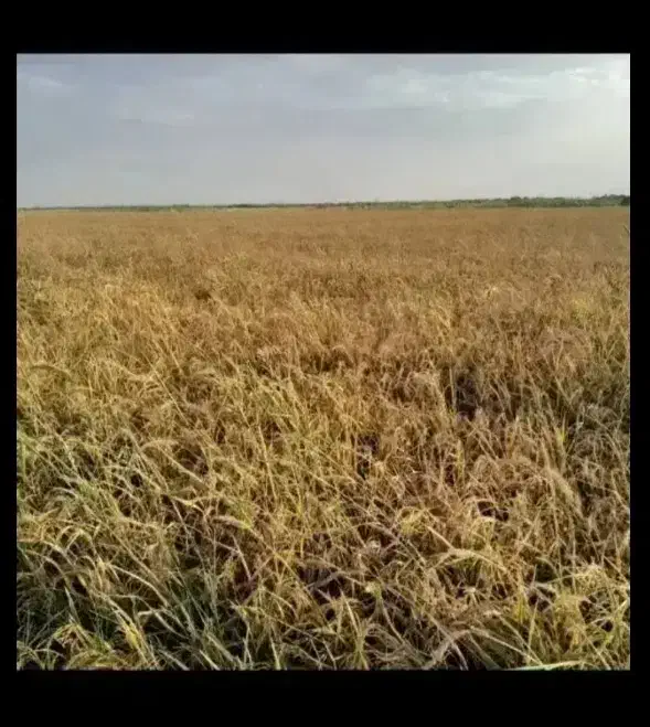مستجر زمین کشاورزی برای کشت شلتوک در سمت کارون