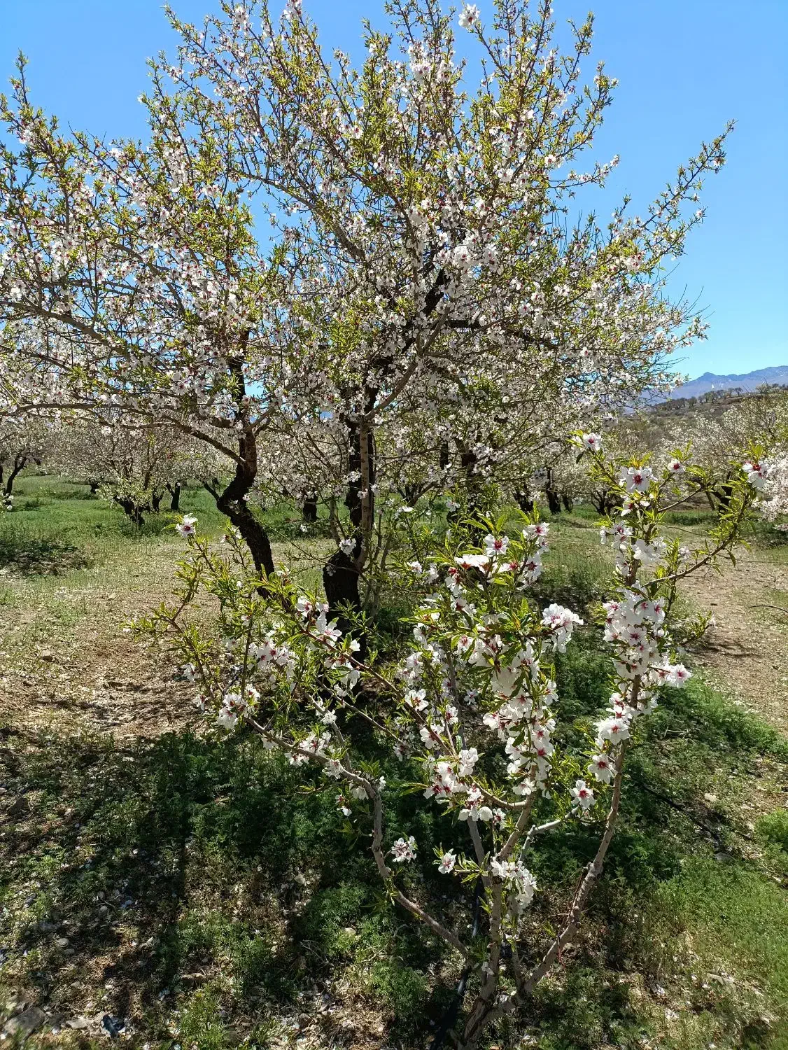 زمین کشاورزی باسند رسمی