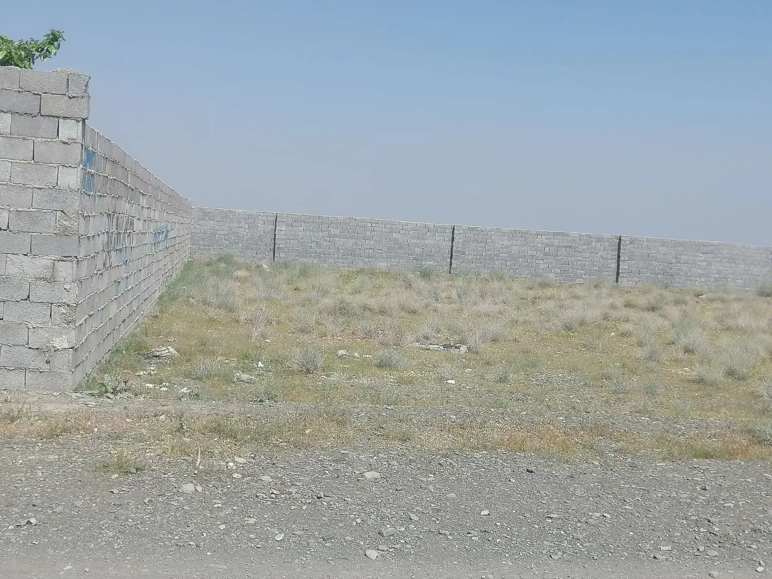 زمین باغی کاهو