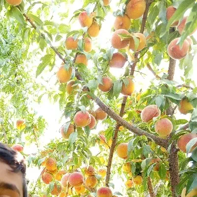 باغ ۴۴۰ متری